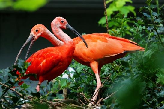 Roter Ibis mit Nachwuchs Zoo Frankfurt am Main 2017 VB