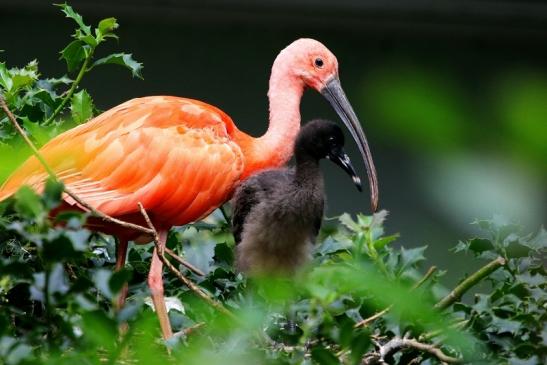 Roter Ibis mit Nachwuchs Zoo Frankfurt am Main 2017 VB