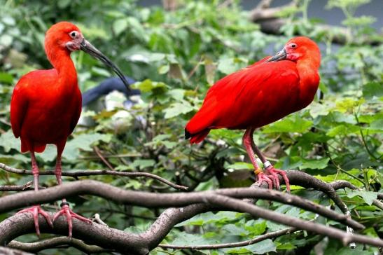 Roter Ibis Zoo Frankfurt am Main 2013 VB