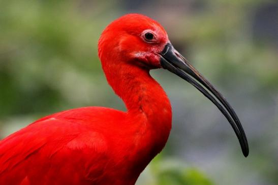 Roter Ibis Zoo Frankfurt am Main 2013 VB