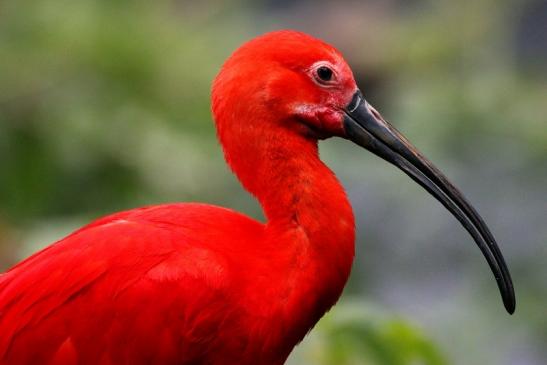 Roter Ibis Zoo Frankfurt am Main 2013 VB