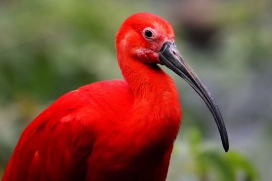 Roter Ibis Zoo Frankfurt am Main 2013 VB