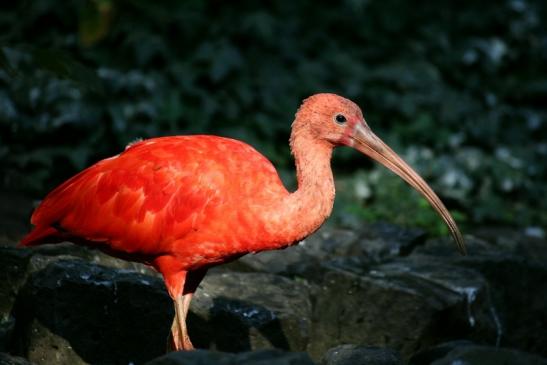 Roter Ibis Zoo Frankfurt am Main 2013 VB