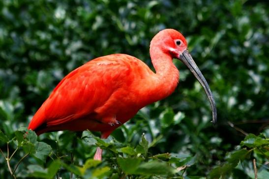 Roter Ibis Zoo Frankfurt am Main 2013 VB