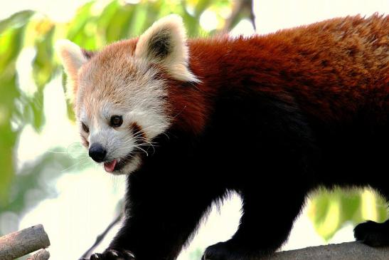 Roter Panda Opel Zoo Kronberg 2012