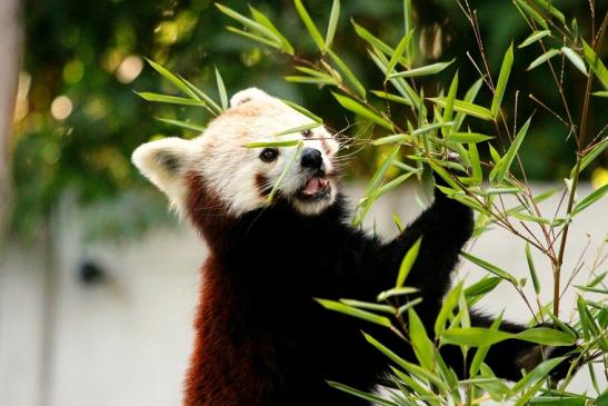 Roter Panda Opel Zoo Kronberg 2012