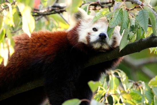 Roter Panda Opel Zoo Kronberg 2012