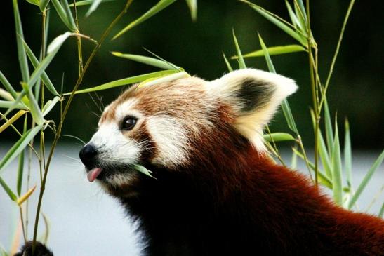 Roter Panda Opel Zoo Kronberg 2012