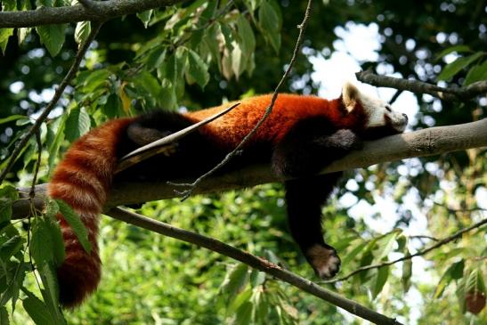 Roter Panda Opel Zoo Kronberg 2012