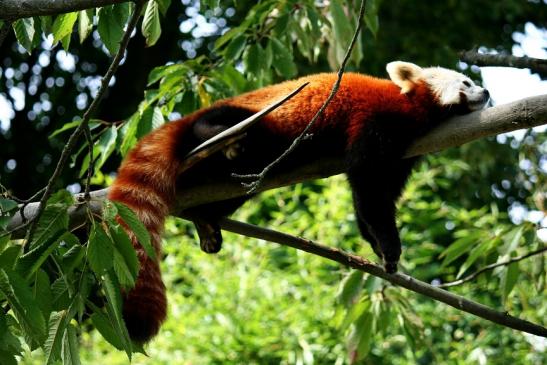 Roter Panda Opel Zoo Kronberg 2012