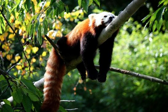 Roter Panda Opel Zoo Kronberg 2012