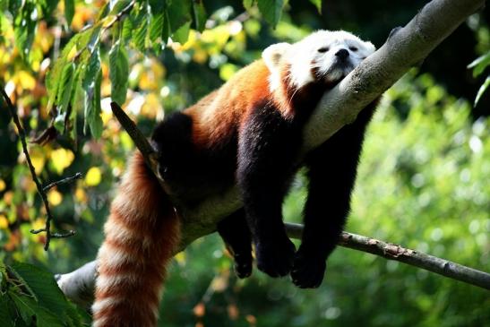 Roter Panda Opel Zoo Kronberg 2012