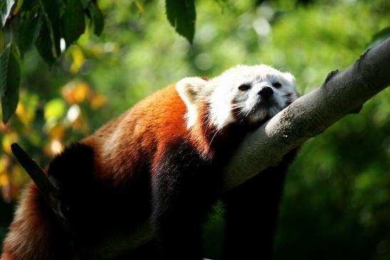 Roter Panda Opel Zoo Kronberg 2012