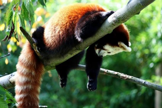 Roter Panda Opel Zoo Kronberg 2012