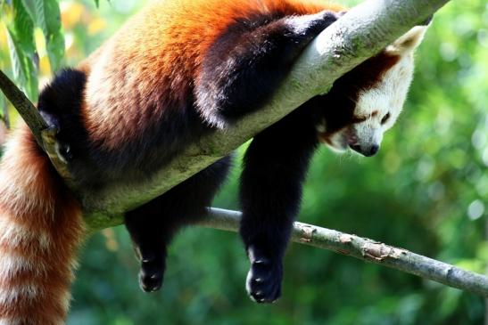 Roter Panda Opel Zoo Kronberg 2012