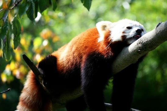 Roter Panda Opel Zoo Kronberg 2012