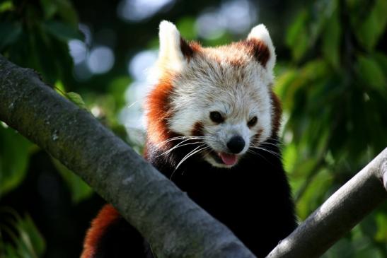 Roter Panda Opel Zoo Kronberg 2012