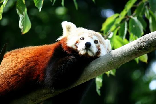 Roter Panda Opel Zoo Kronberg 2012
