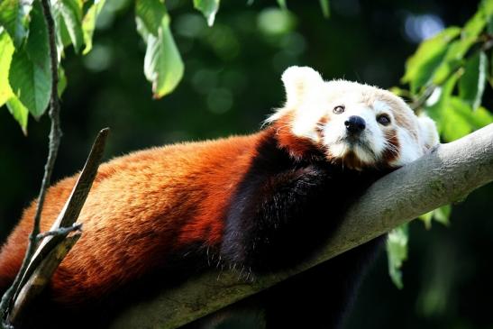 Roter Panda Opel Zoo Kronberg 2012