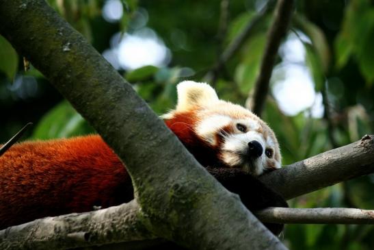 Roter Panda Opel Zoo Kronberg 2012