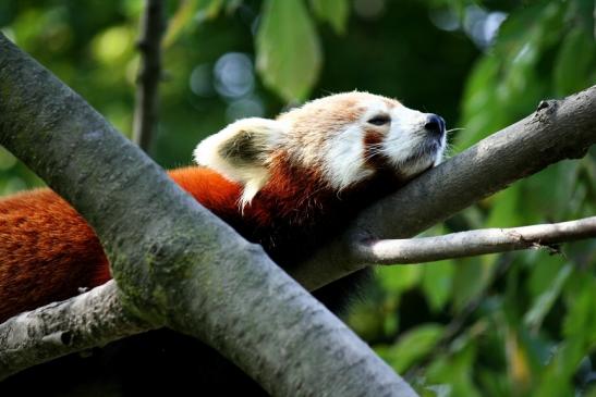 Roter Panda Opel Zoo Kronberg 2012