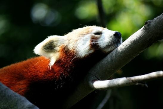 Roter Panda Opel Zoo Kronberg 2012