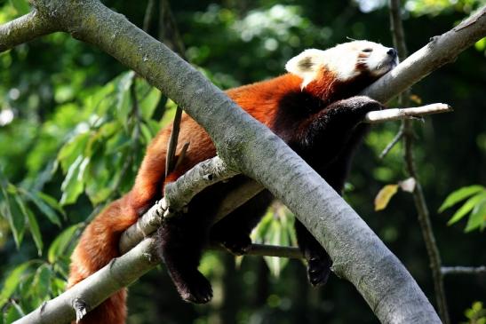 Roter Panda Opel Zoo Kronberg 2012