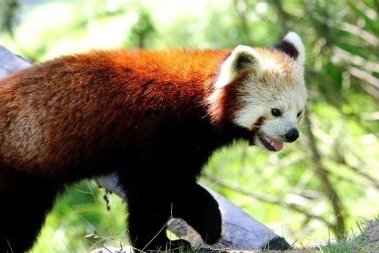 Roter Panda Opel Zoo Kronberg 2013