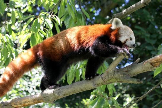 Roter Panda Opel Zoo Kronberg 2013