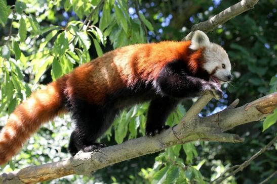 Roter Panda Opel Zoo Kronberg 2013