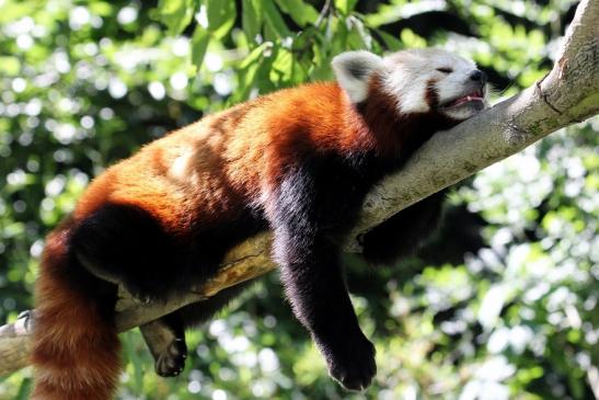 Roter Panda Opel Zoo Kronberg 2013