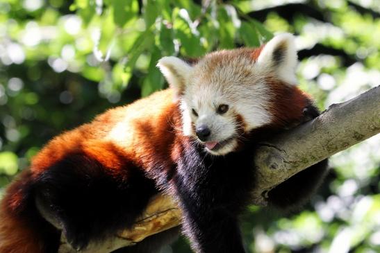 Roter Pandabär Opel Zoo Kronberg