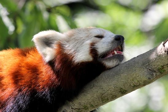 Foto des Monats Januar 2022 Roter- oder Kleiner Pandabär Opel Zoo Kronberg