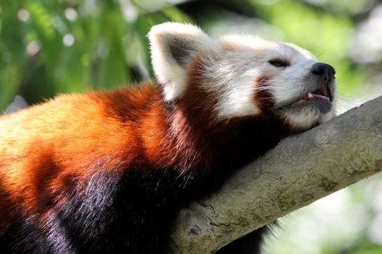 Roter Panda Opel Zoo Kronberg 2013