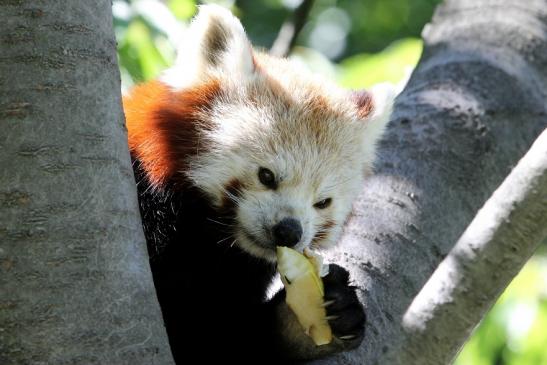 Roter Panda Opel Zoo Kronberg 2013