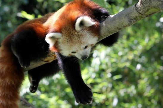 Roter Panda Opel Zoo Kronberg 2013