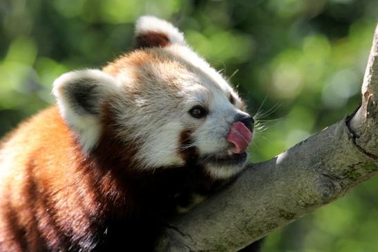 Roter Panda Opel Zoo Kronberg 2013