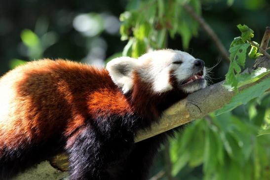 Roter Panda Opel Zoo Kronberg 2013