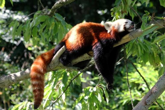 Roter Panda Opel Zoo Kronberg 2013