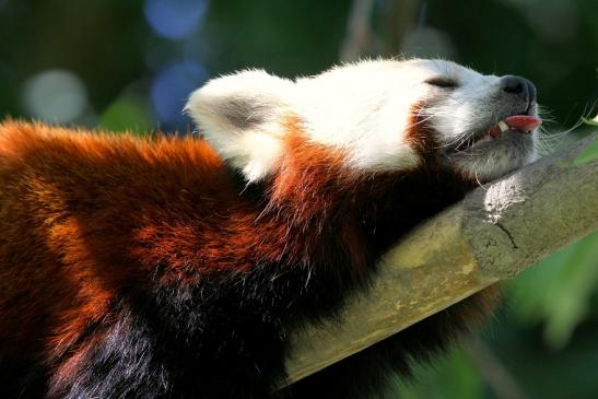 Roter Panda Opel Zoo Kronberg 2013