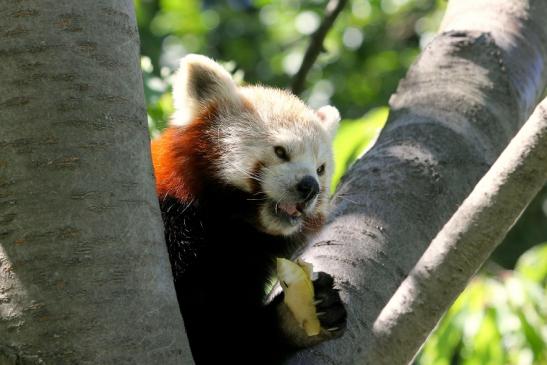 Roter Panda Opel Zoo Kronberg 2013