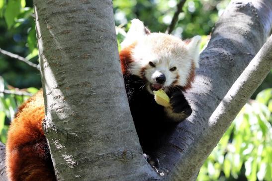 Roter Panda Opel Zoo Kronberg 2013