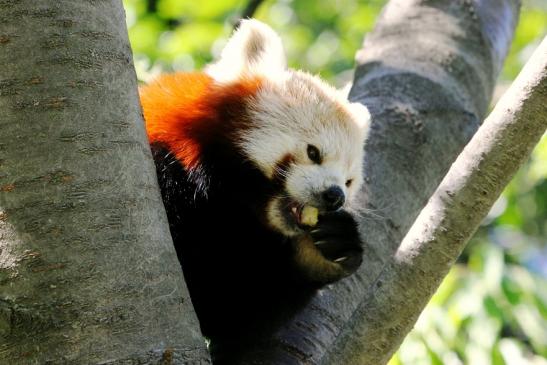 Roter Panda Opel Zoo Kronberg 2013