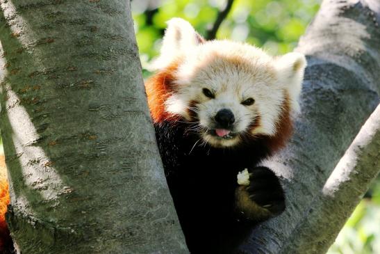 Roter Panda Opel Zoo Kronberg 2013