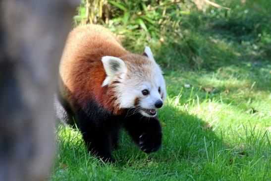 Roter Panda Opel Zoo Kronberg 2019