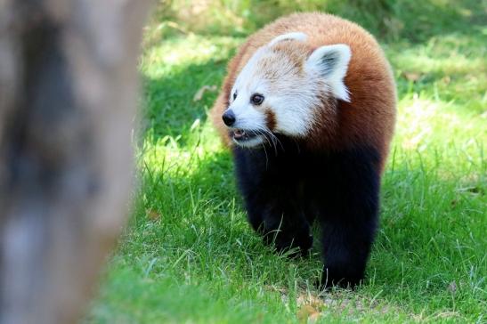 Roter Panda Opel Zoo Kronberg 2019