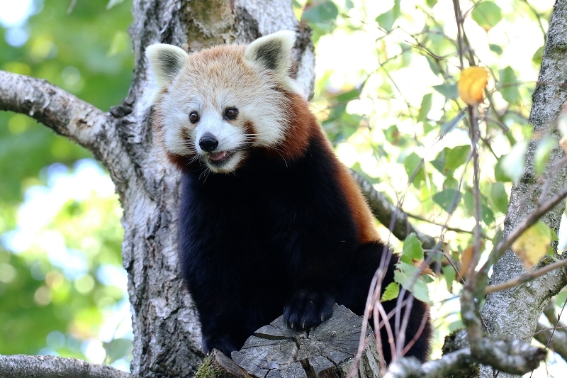 Roter Panda Opel Zoo Kronberg 2019