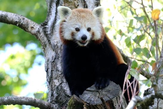 Roter Panda Opel Zoo Kronberg 2019