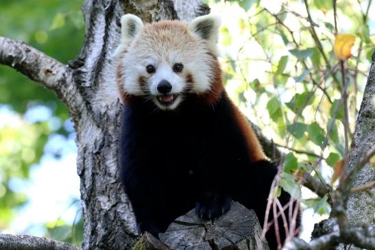 Roter Panda Opel Zoo Kronberg 2019