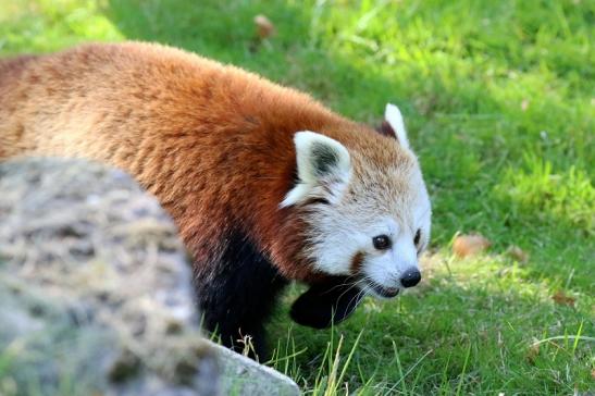 Roter Panda Opel Zoo Kronberg 2019